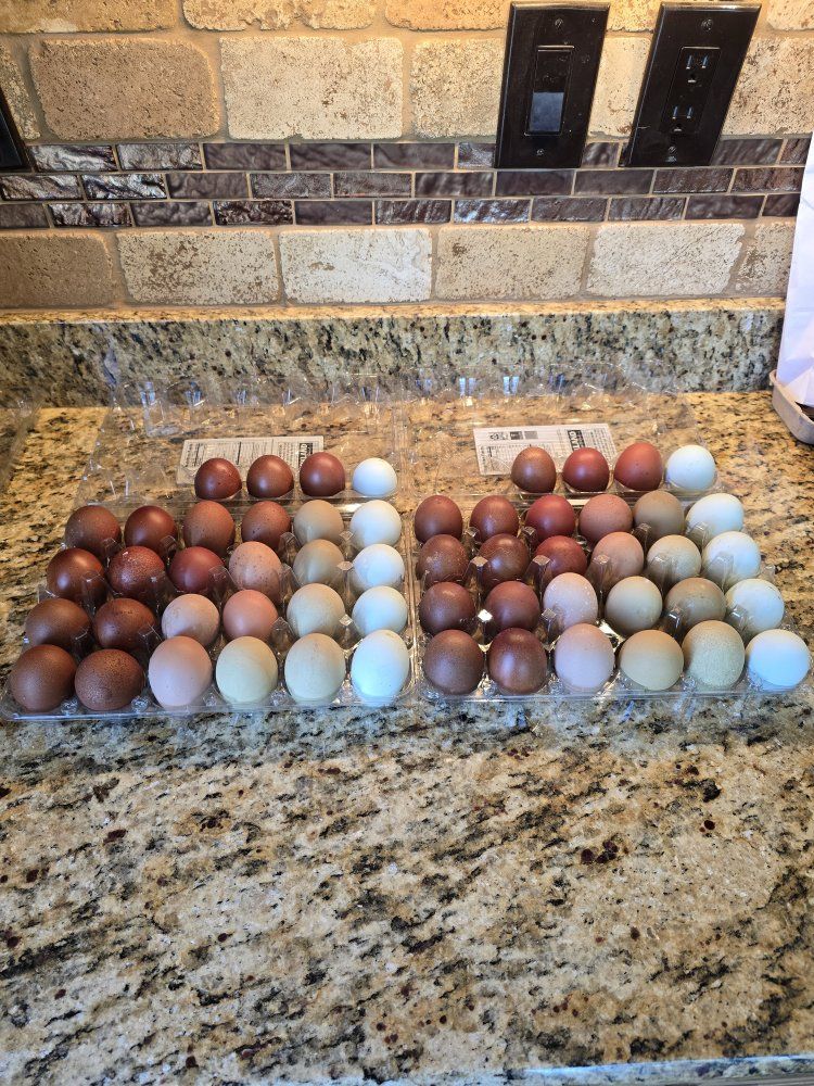 Hatching eggs