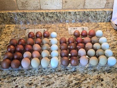 Hatching eggs