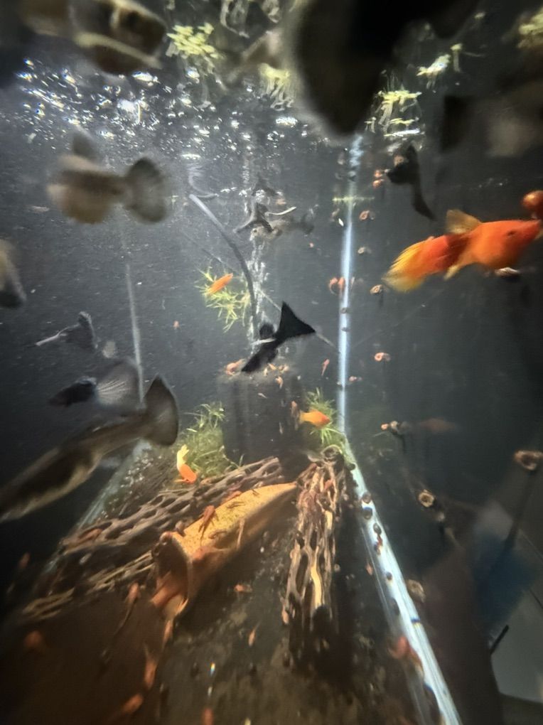 Black Moscow Guppy Pairs