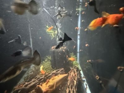 Black Moscow Guppy Pairs