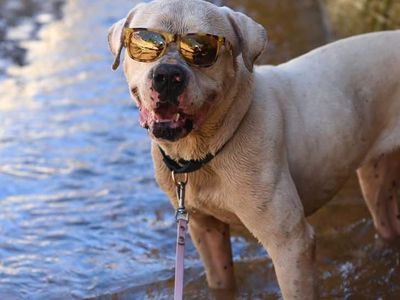 Hello my name is Optimus