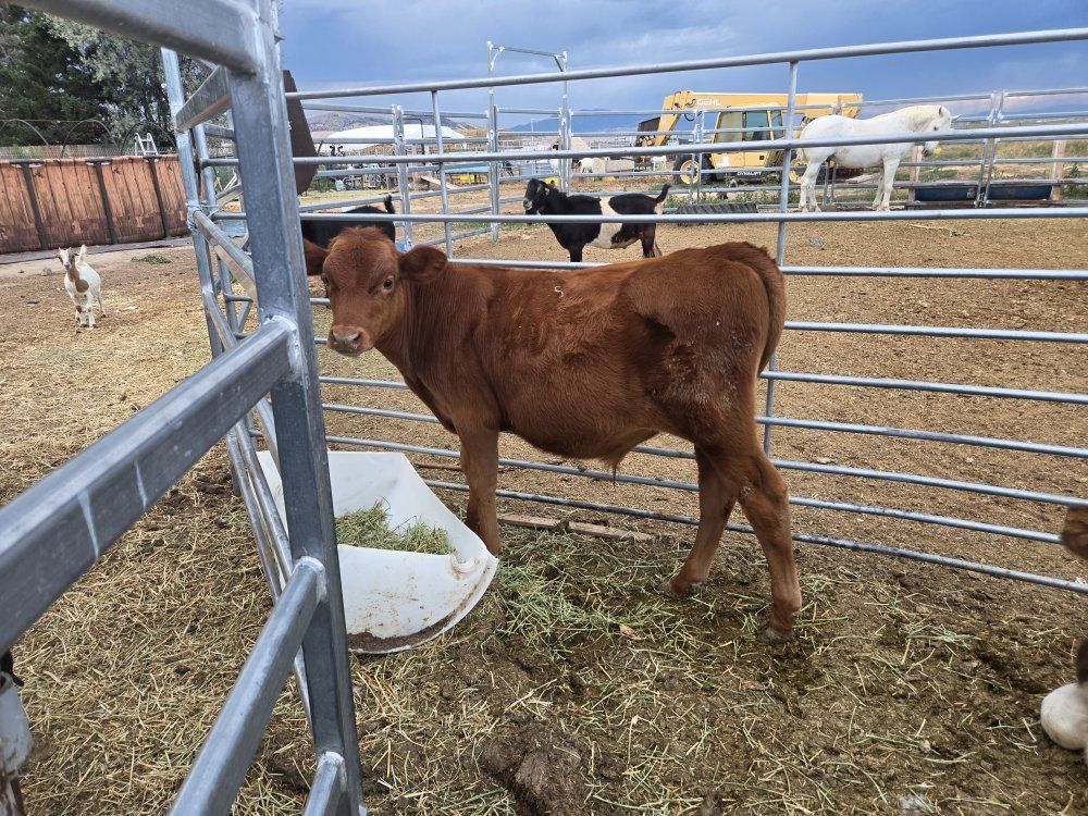 healthy red bull calf