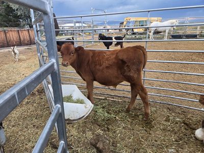 healthy red bull calf