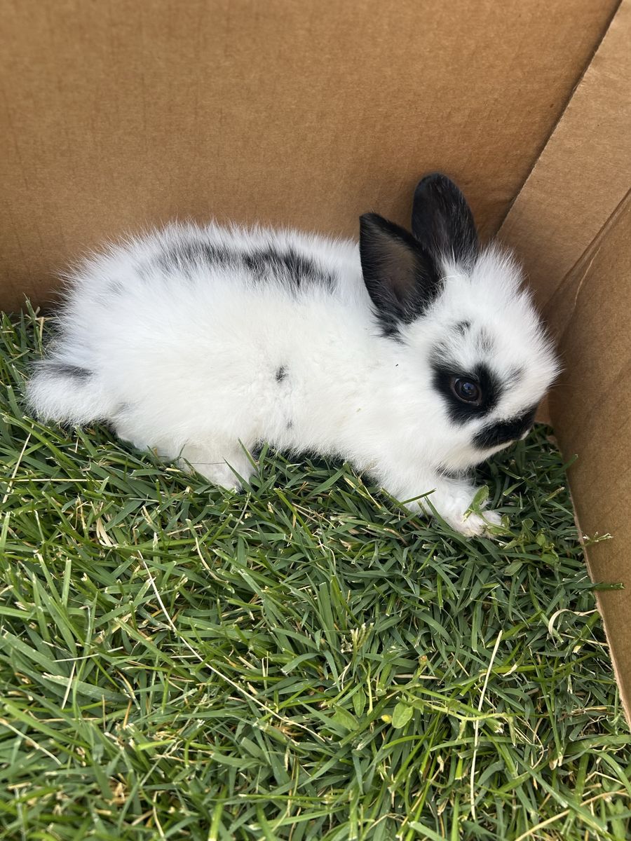 Baby Rabbit