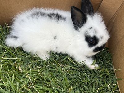 Baby Rabbit