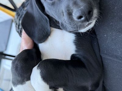 "TANK" — Pick of the Litter | All-Black Mountain Pointer Male | Provo, UT