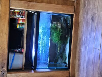 2 Alpine Newts with set up