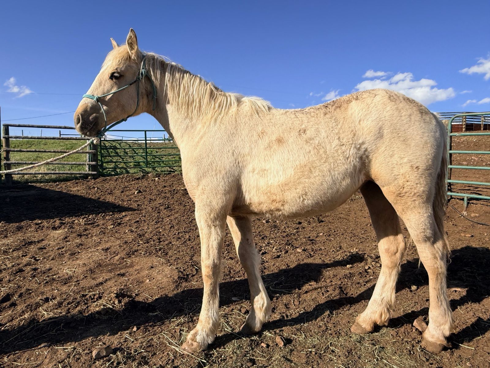 Yearling Half Draft Fillies