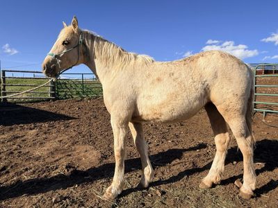 Yearling Half Draft Fillies