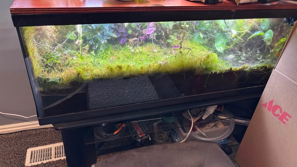 Terrarium with Stand