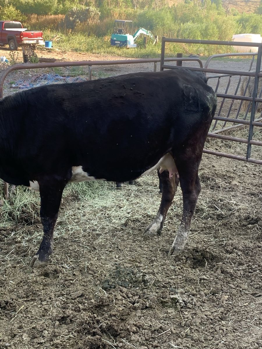 Baldy Pair Forsale