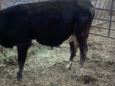 Baldy Pair Forsale