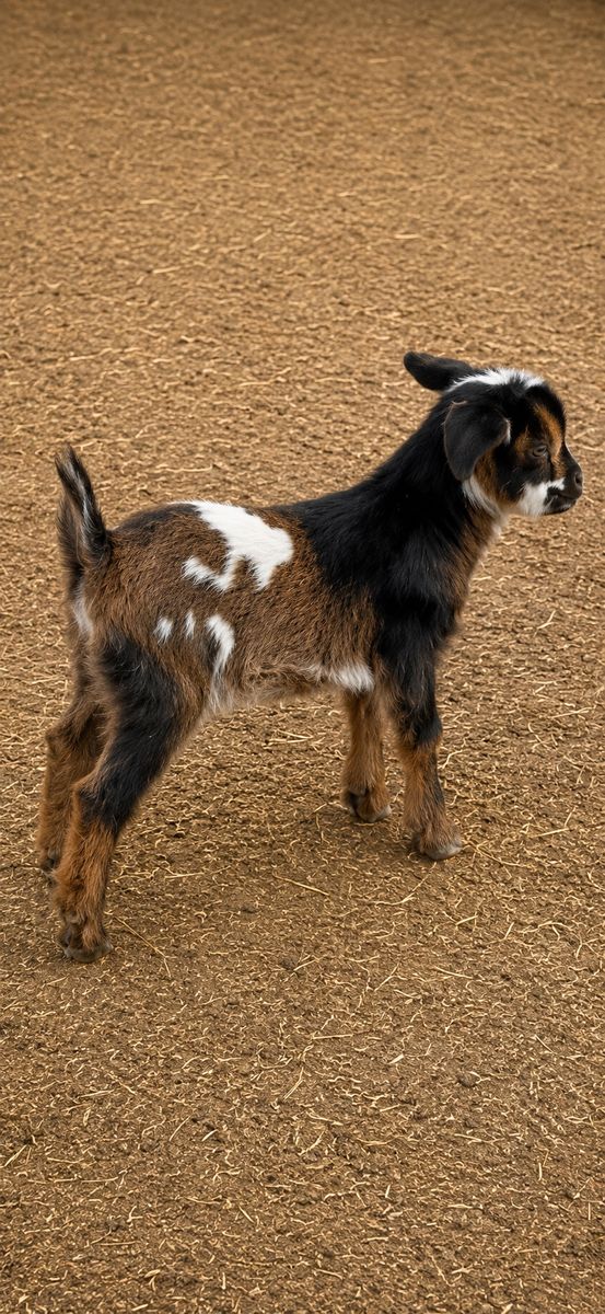 Myotonic (Fainting) goats