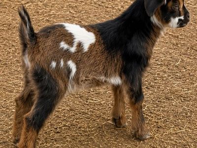 Myotonic (Fainting) goats