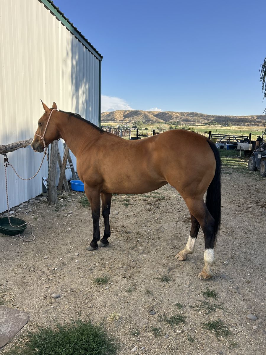 Ranch horse