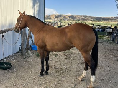 Ranch horse