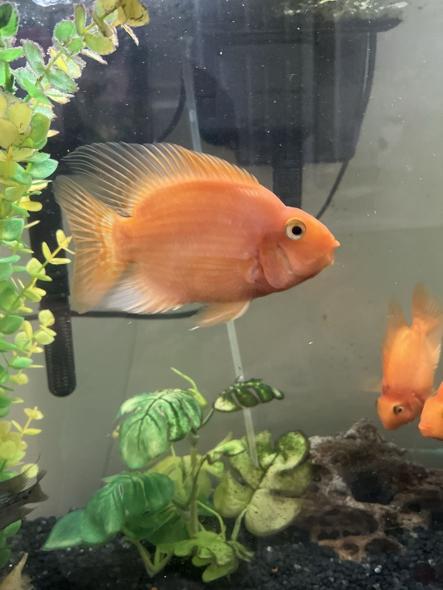 3 Blood Parrot Cichlid Fish - For Sale