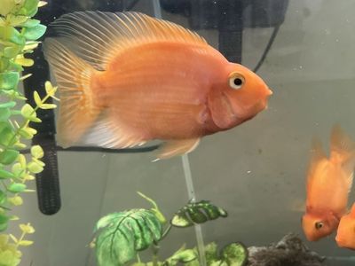 3 Blood Parrot Cichlid Fish - For Sale