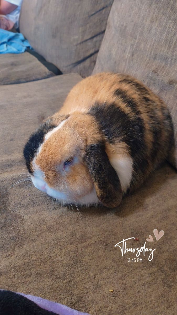 Pedigreed Holland Lop Rabbits (VM Lines) – Expecting Fall Litter / Waitlist Open!