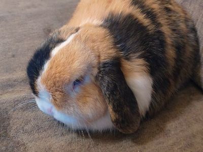 Pedigreed Holland Lop Rabbits (VM Lines) – Expecting Fall Litter / Waitlist Open!