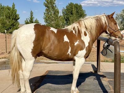 Goose 7/8yr Draft Cross Gelding Trails & Packing