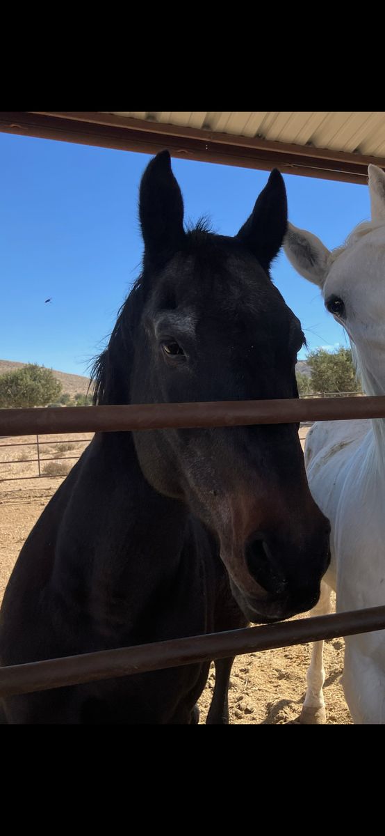 Perfect Horse For Beginners