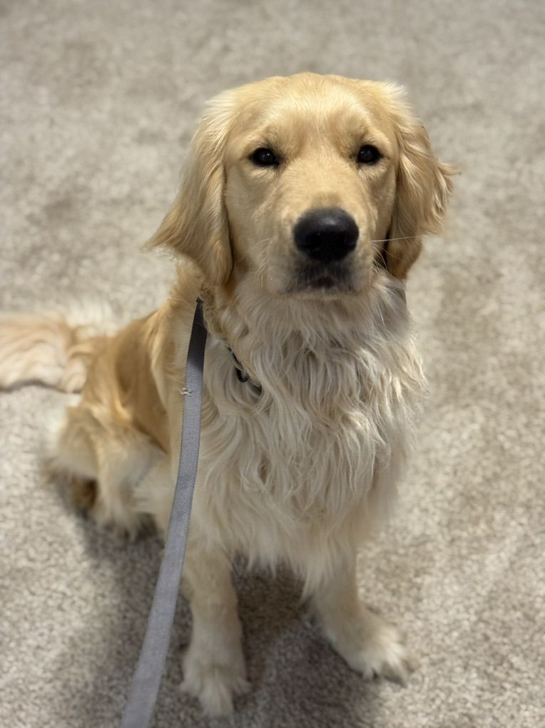 Fully Trained Golden Retriever