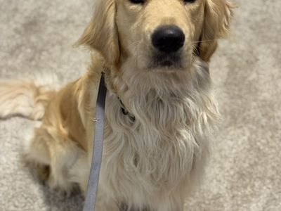 Fully Trained Golden Retriever