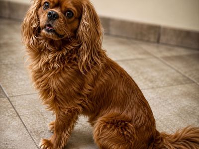 Ruby King Charles cavalier spaniel STUD
