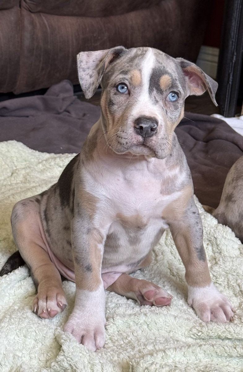 American XL Bully Puppies
