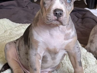 American XL Bully Puppies