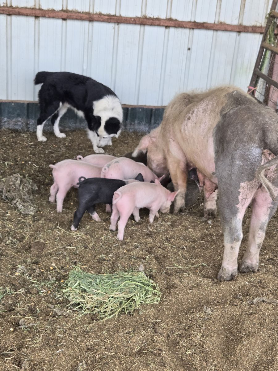 Piglets for sale
