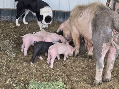 Piglets for sale