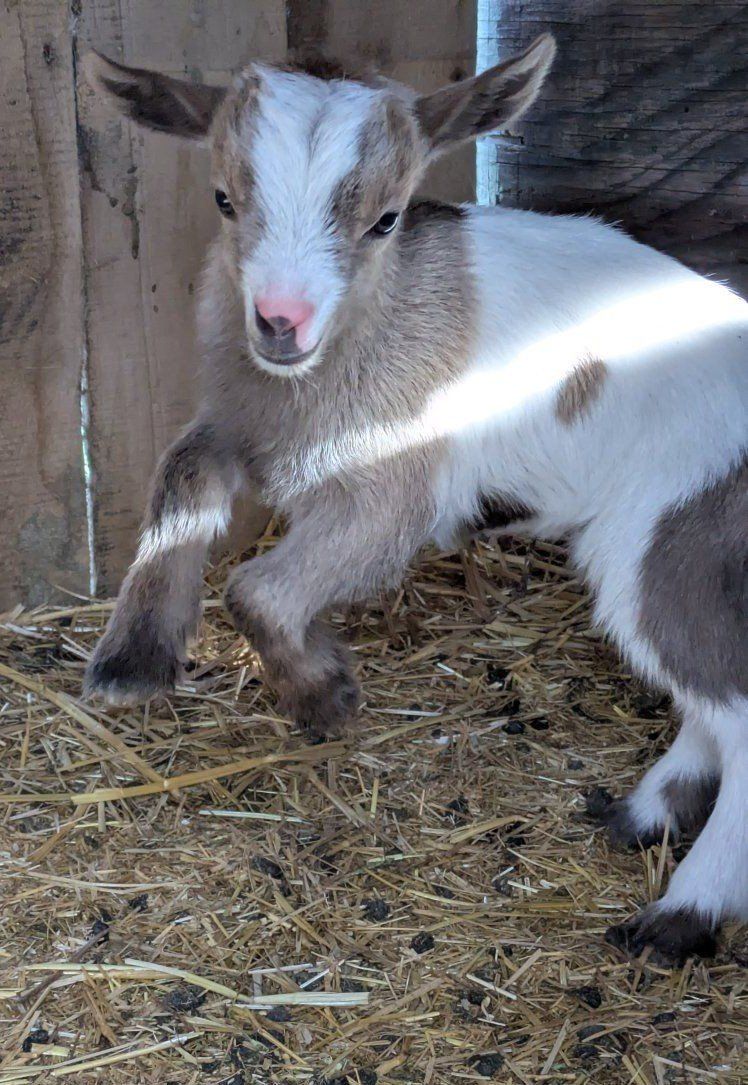 Female Nigerian Dwarf Baby for Sale!