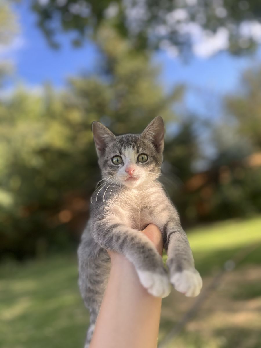11 week old gray tabby.
