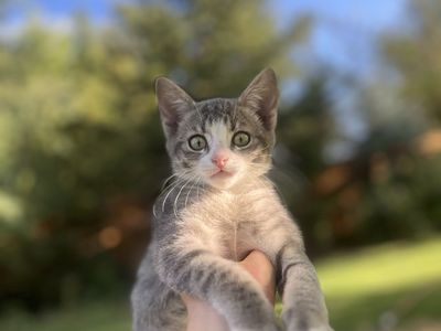 11 week old gray tabby.