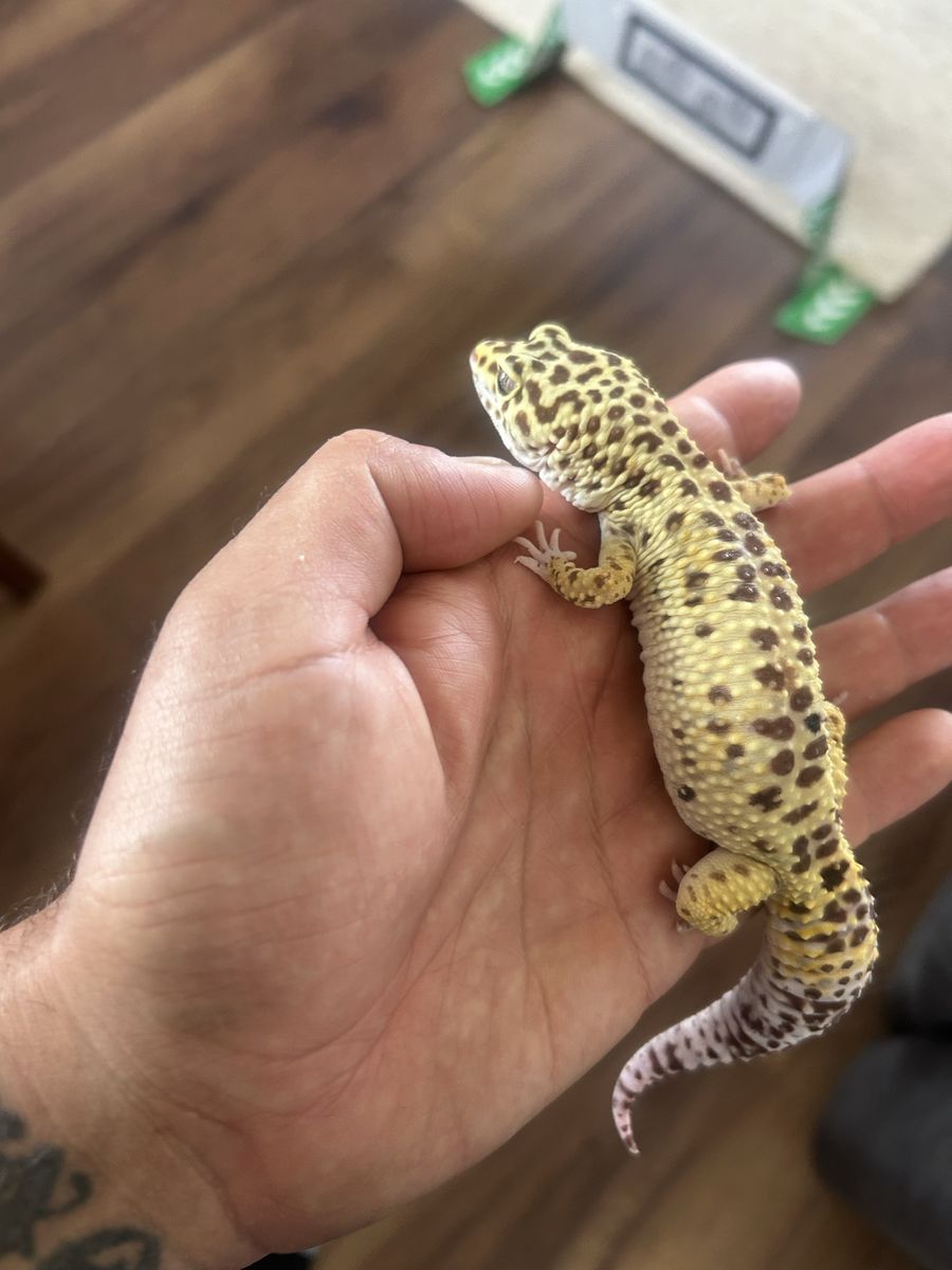 Leopard gecko 