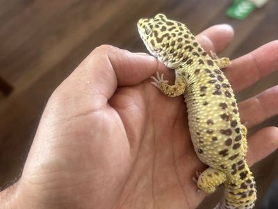 Leopard gecko