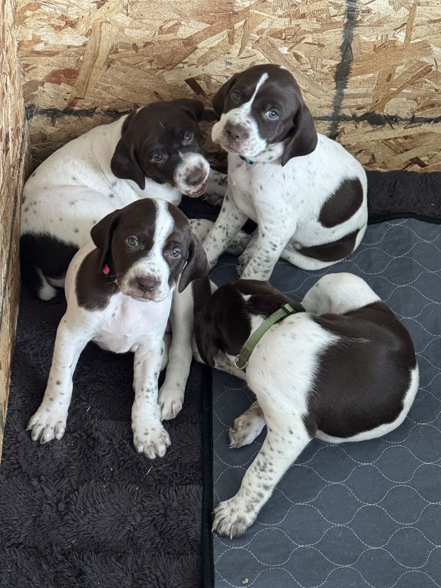 German Shorthair Puppies