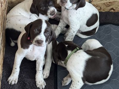German Shorthair Puppies