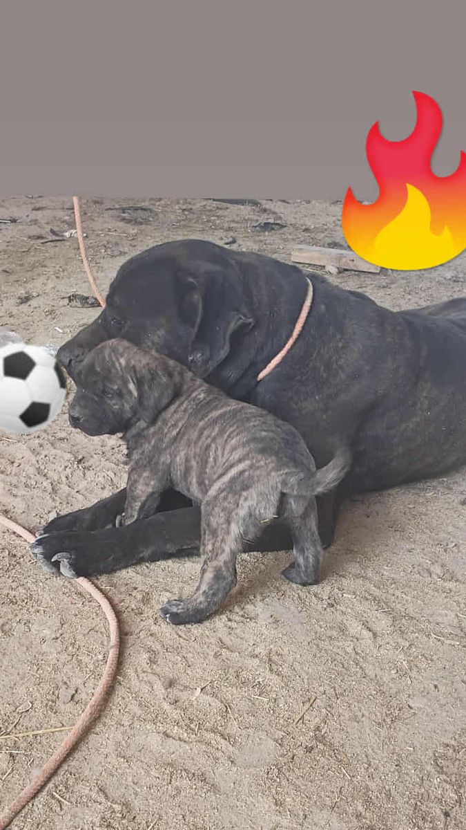 Presa canaria puppys