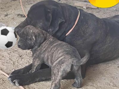 Presa canaria puppys