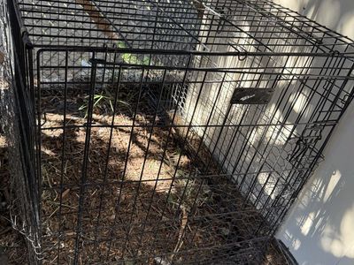 4’ Wire Cage
