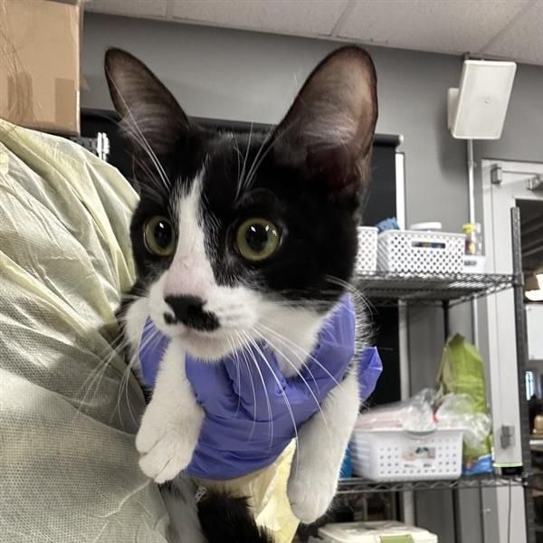 Hello my name is frosting