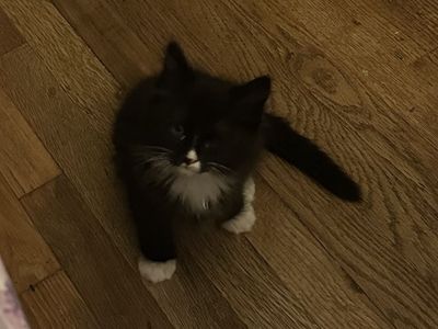 Sweet fluffy 2 month old kitties