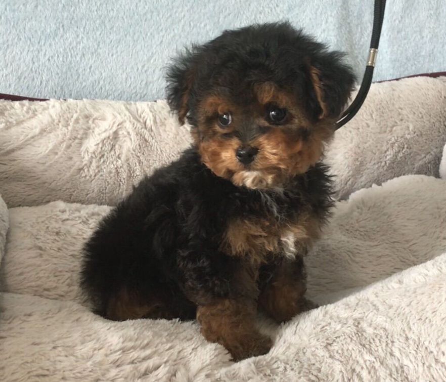 Teddy Yorkiepoo Puppy Yorkie Poodle Yorkshire