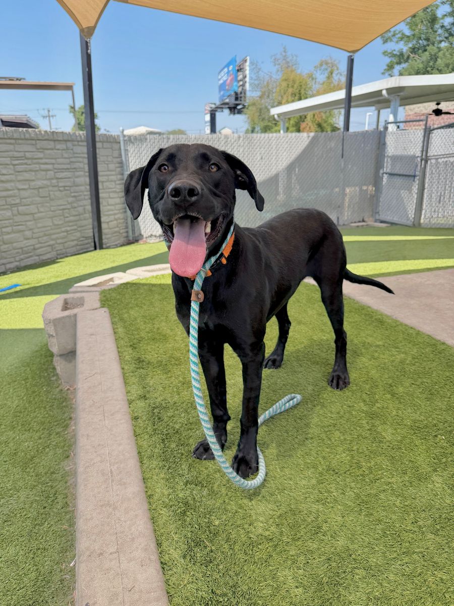 Available for Adoption. A157373 Hansel