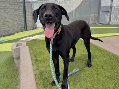 Available for Adoption. A157373 Hansel