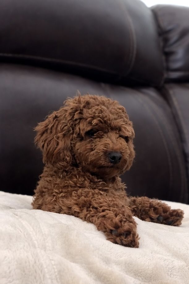 AKC Mini Red Poodle Stud