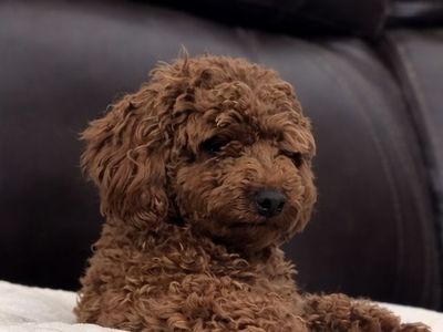 AKC Mini Red Poodle Stud